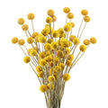 30pcs Natural Fall Dried Flowers Yellow Craspedia Billy Balls Dried Flowers Boho Flowers Dried Floral Arrangements for Autumn Home Kitchen Table Wedding Party Office Decor (16.14 Inch)