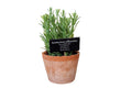 Artificial Herb Plant, Rosemary, Large