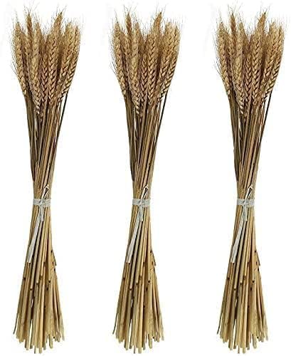 Natural Dried Golden Wheat Grass Leaf Preserved Flowers | Wholesale Dry Autumn Bushes for Table Vase Centerpieces Holiday Ornament Decoration Items For Home Party Wedding (6)
