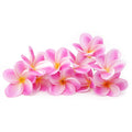 Bunch of 10 PU Real Touch Lifelike Artificial Plumeria Frangipani Flower Bouquets Wedding Home Party Decoration (Light Purple+White)