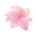 Natural Real Dried Artificial Flora Leaves for Art Craft (Pack of 50, Baby Pink)