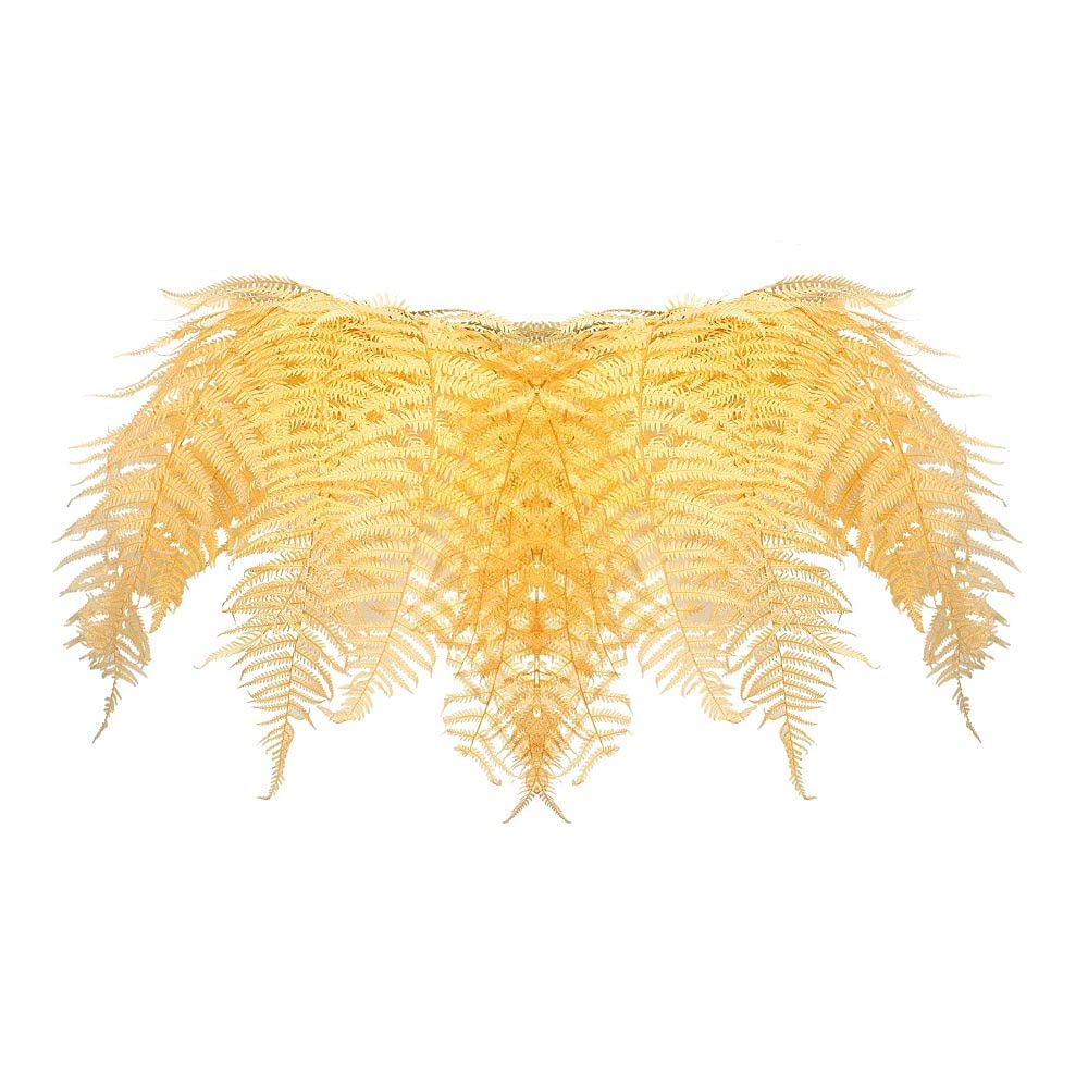 Pack of 20 Natural Boston Fern Leaf Dried Flowers Holiday Ornaments Dried Flowers For Decoration - Dried Flowers Bouquet Arrangement – Natural Plants Leaves - Dry Flowers For Vase (Champagne)