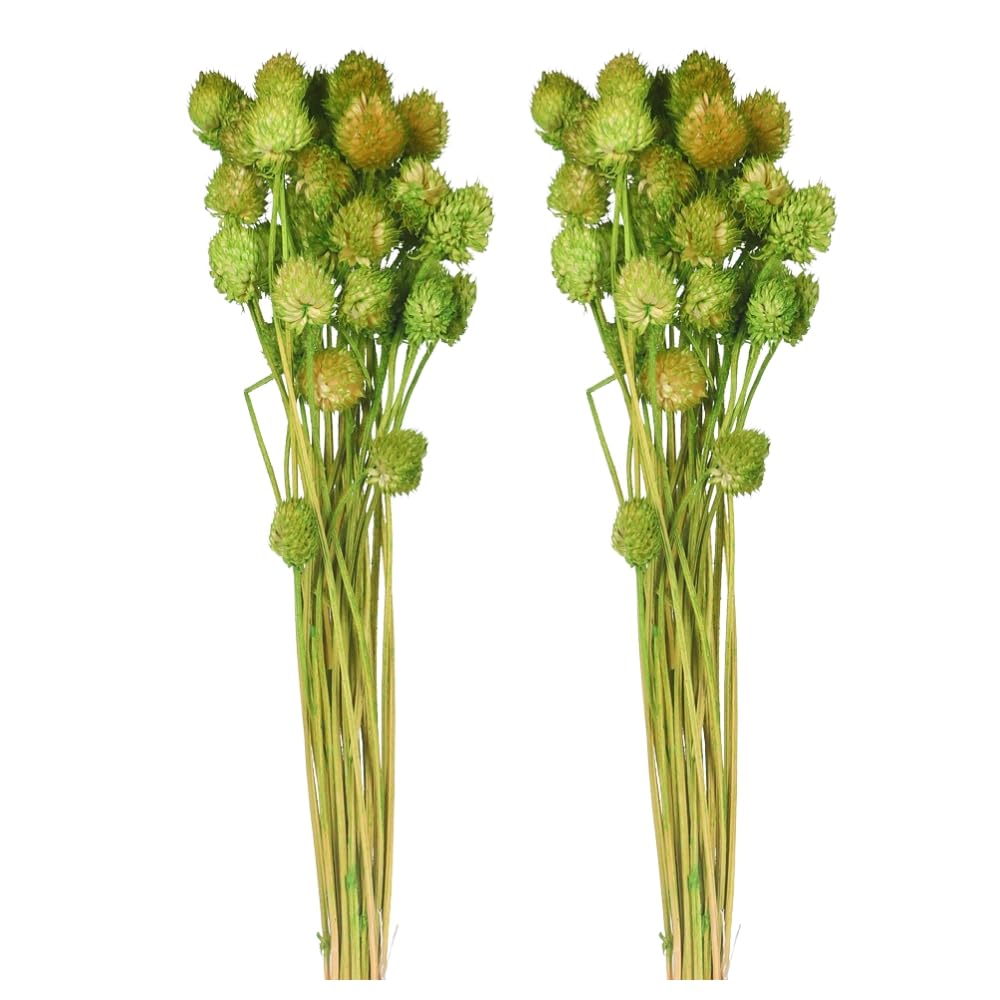 Artificial Dried Flower Bunch, 65 cm Tall Decorative Flower Bouquet with Vibrant Pom Pom Floral Stems, Everlasting, Fade-Proof &, Maintenance-Free Fake Flower for Home Event Decor (2, Green)