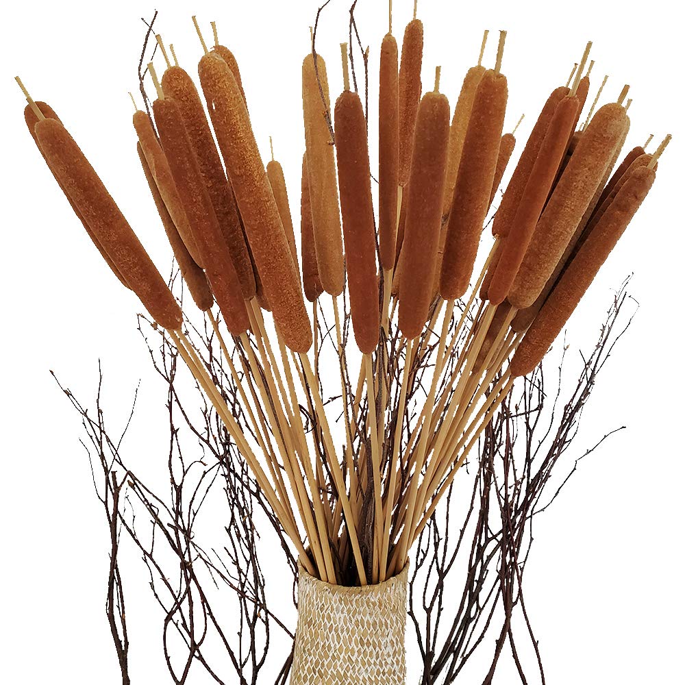 40 Pcs Dried Natural Cattails Jumbo Dried Flowers for Floral Arrangement Wedding Home Decoration