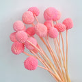 20Stems Billy Ball Flower?Craspedia globosa Benth?Australian Drum Stick Chrysanthemum?Eternal Life Flower?for Home?Wedding?Party Themed Decorations?Pink?