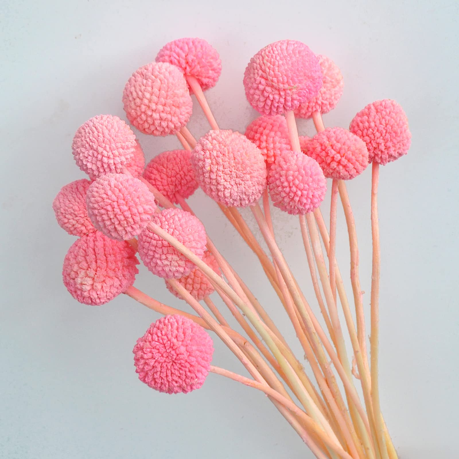 20Stems Billy Ball Flower?Craspedia globosa Benth?Australian Drum Stick Chrysanthemum?Eternal Life Flower?for Home?Wedding?Party Themed Decorations?Pink?