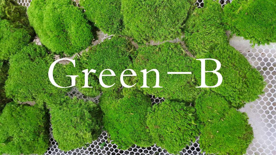 Preserved Pole Moss Pillow Bun Cushion Natural Green