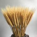 100 Stems Dried Wheat Stalks Dried, Natural Ear of Wheat Grain Flowers for Home Dining Table Flower Arrangement Art Wedding Decoration
