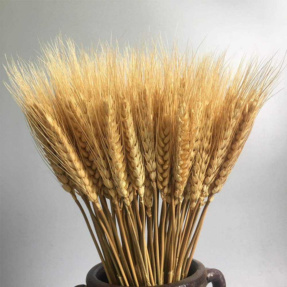 100 Stems Dried Wheat Stalks Dried, Natural Ear of Wheat Grain Flowers for Home Dining Table Flower Arrangement Art Wedding Decoration