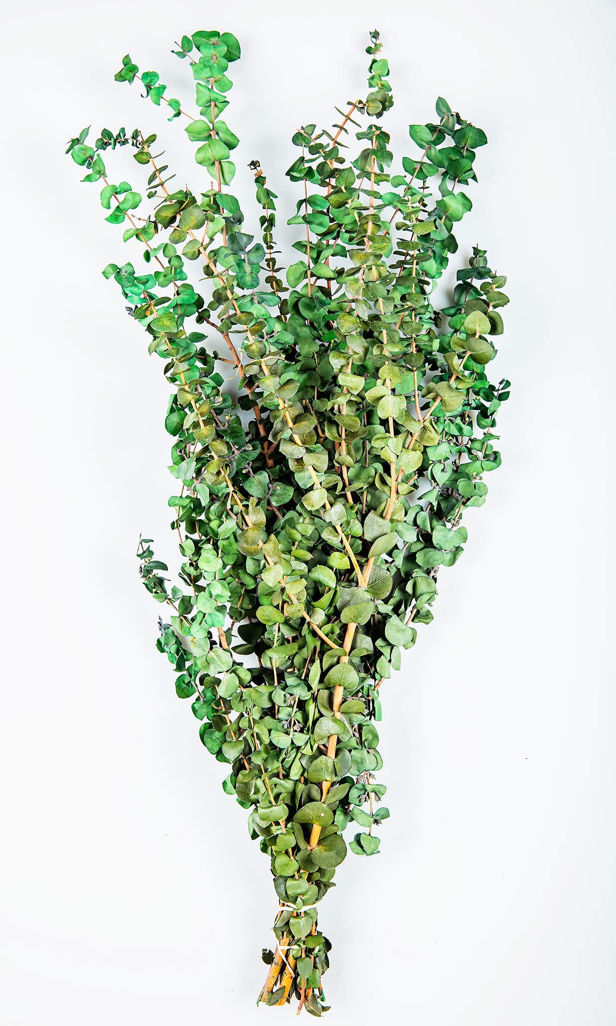 drieddecor Preserved Eucalyptus Branches - Kiwi Green